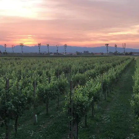 Vigneti In Vendemmia, Con Aperitivo Offerto