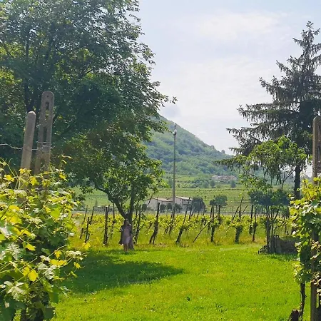 Vigneti in vendemmia, con aperitivo offerto * Rovolon